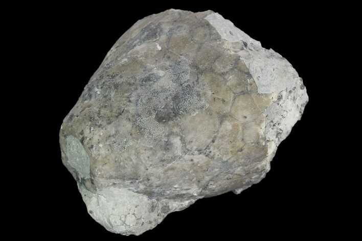 Fossil Crinoid (Eucalyptocrinus) Calyx - Indiana #127325